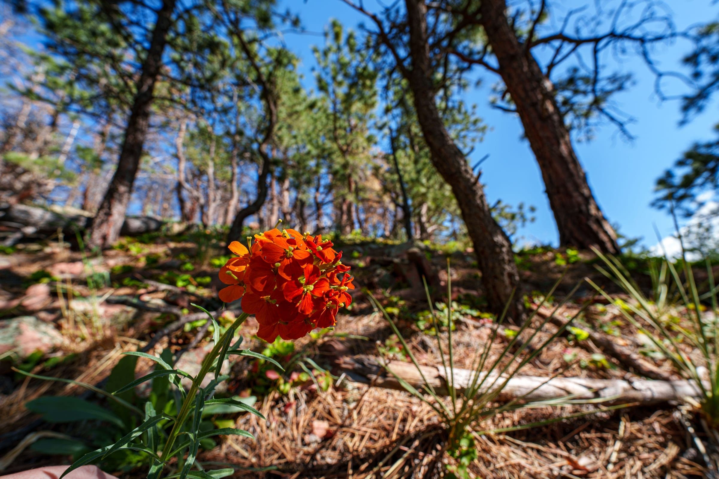Indian Paintbrush — Colorado fine art print
