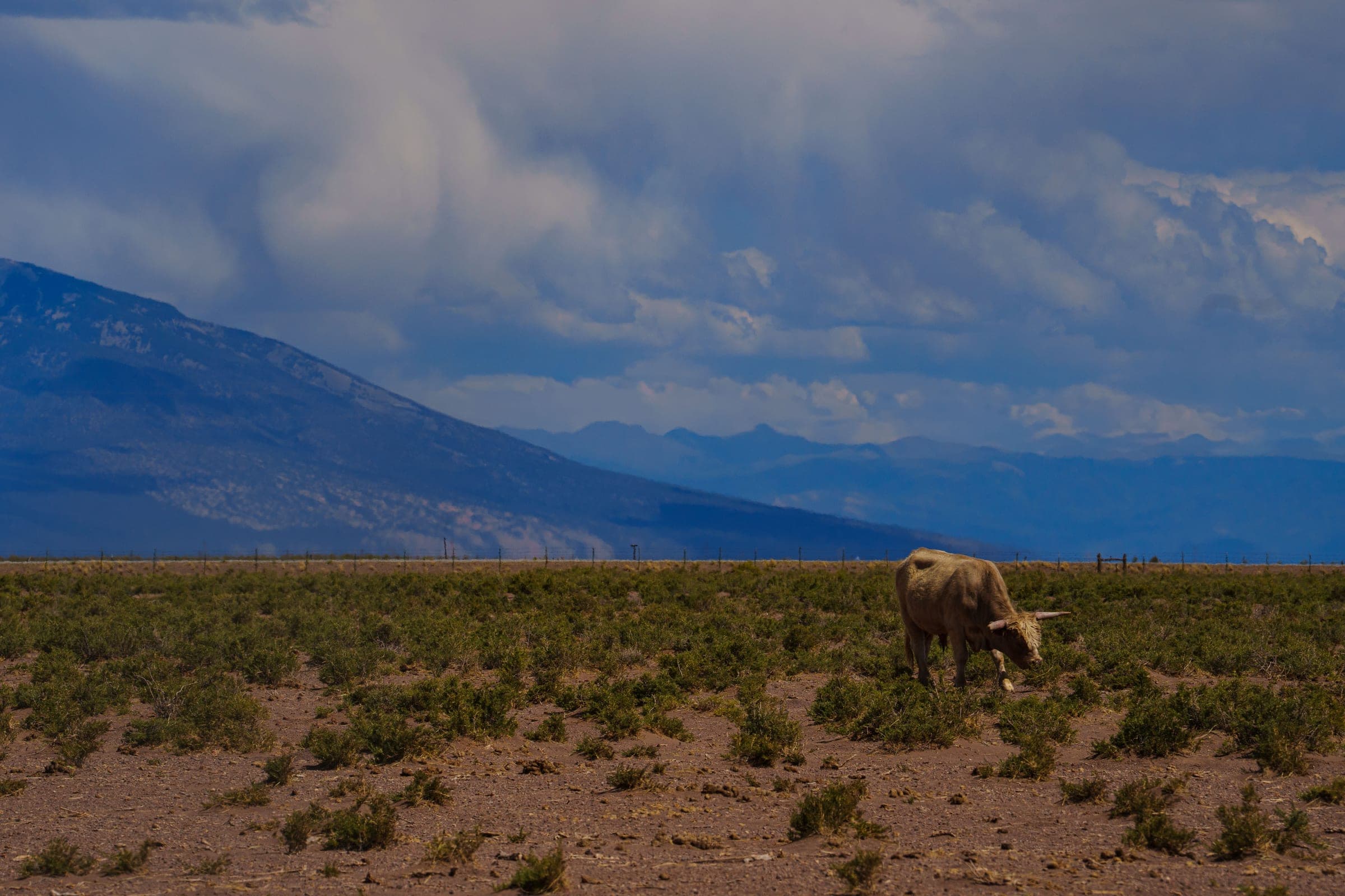 Longhorn — San Luis Valley — Colorado fine art print