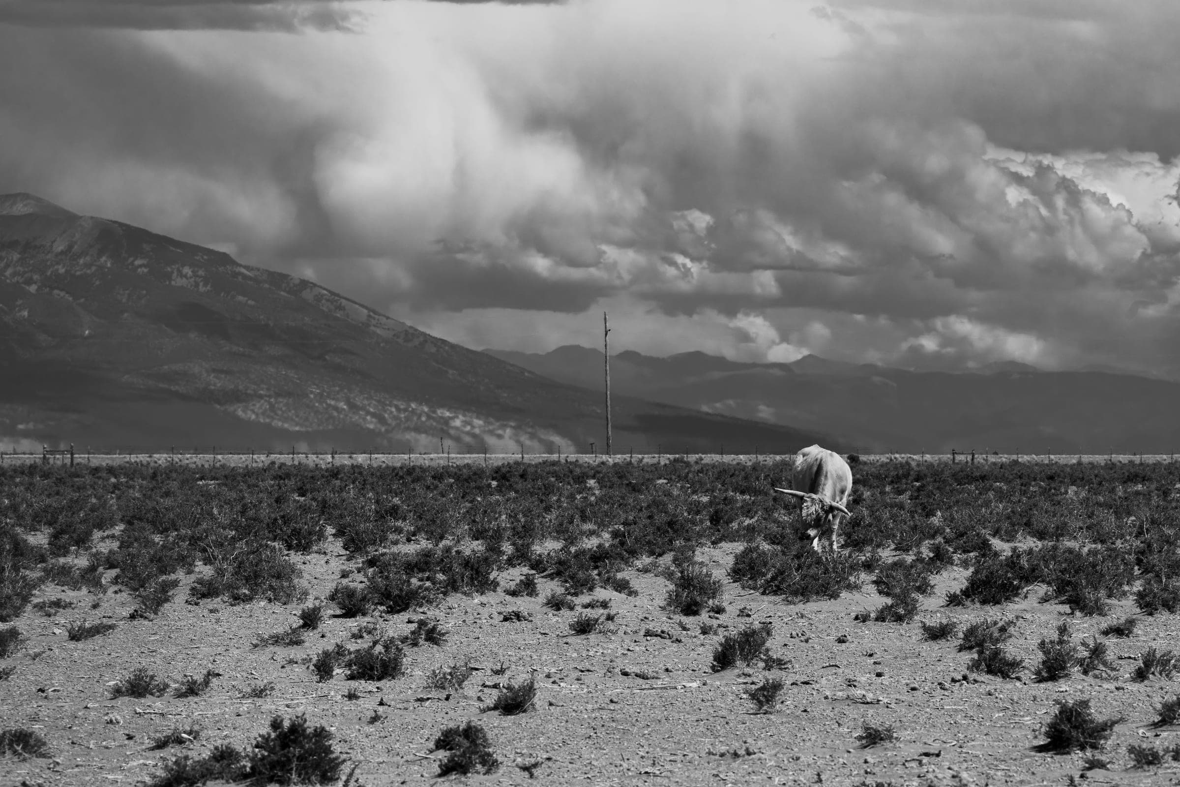 Longhorn — Storm Country — Colorado fine art print