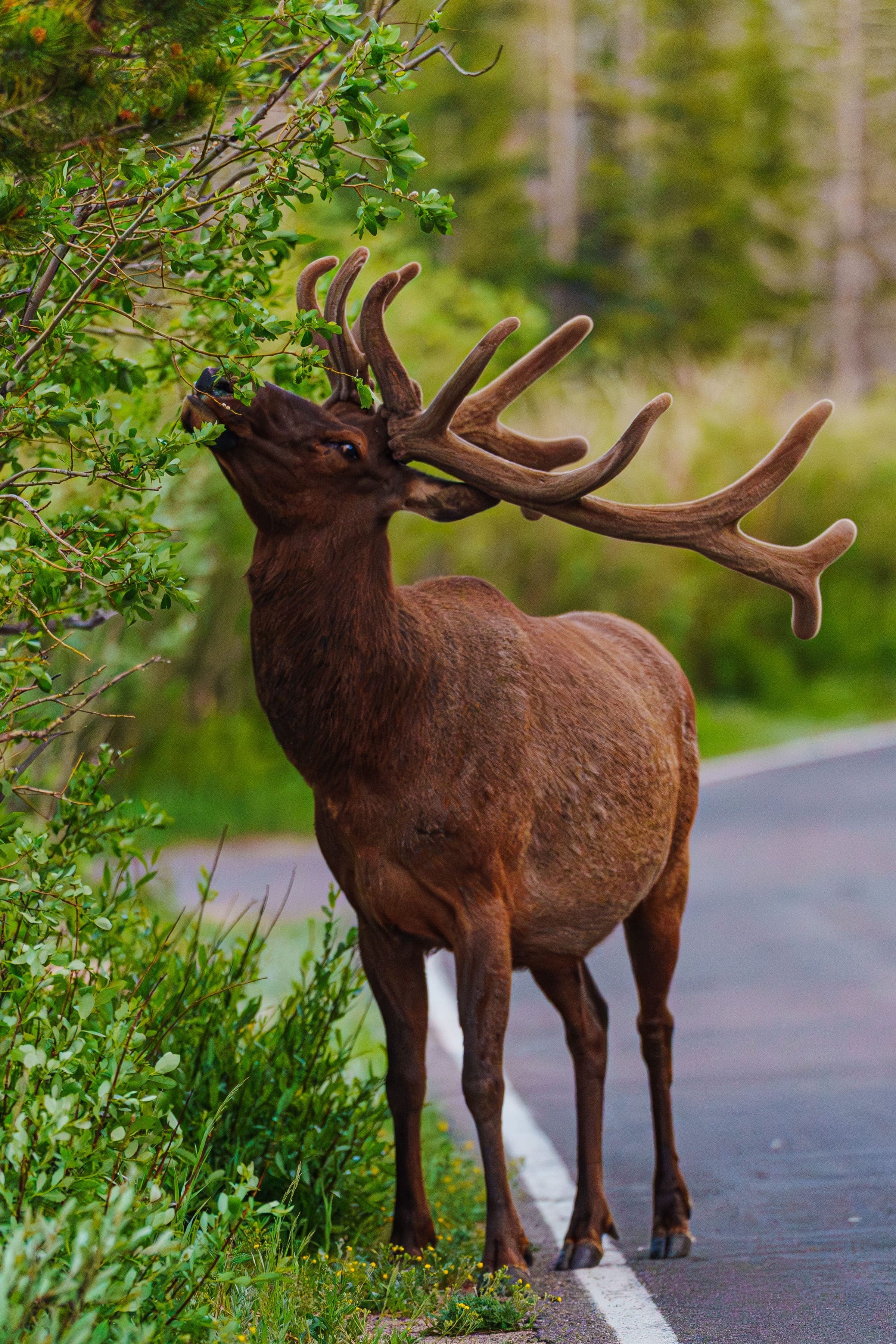 Bull Elk